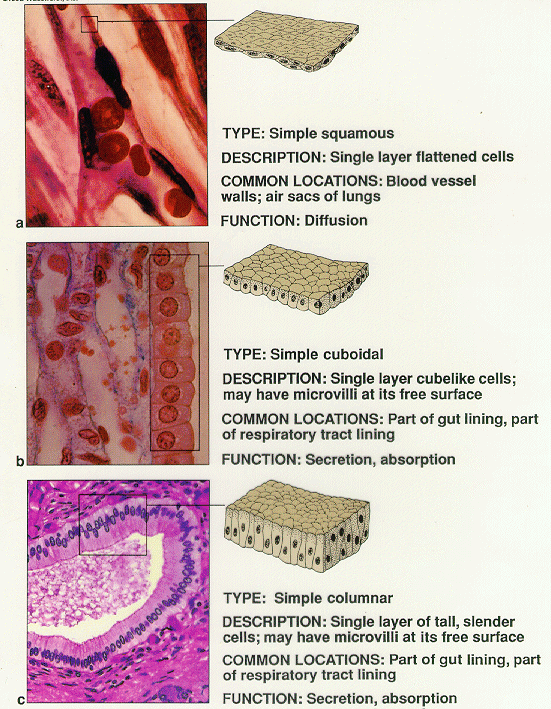 4 main tissues in the human body 4 main tissues in the human body