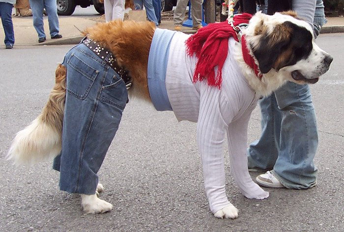 Image result for dogs in blue jeans
