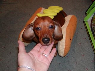 Daschund in Hot Dog Bun costume