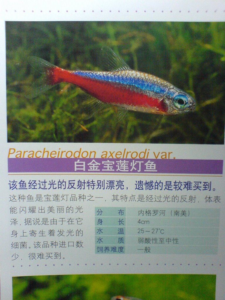 圖檔