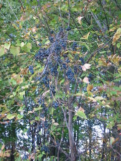 Wild grapes