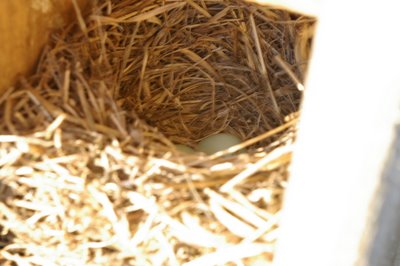 Bluebird nest with 2 eggs, 4/5/2006
