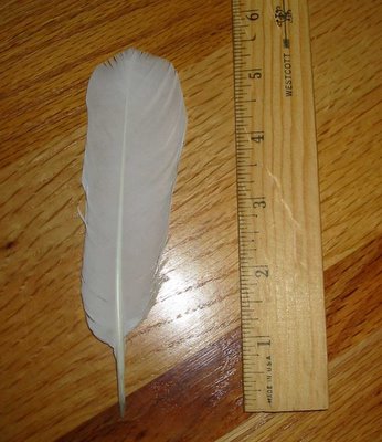 White mystery feather