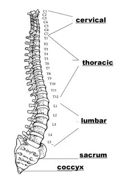 Courtney's Second Wind: Peripheral Nervous System and the Vertebral Column