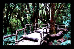 Forest Around Touch Star Resrot Chiang Mai Forest Around Touch Star Resort Chiang Mai