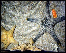 Star fish at Ocean World in Siam Paragon Bangkok Thailand