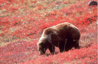 Bear suggests 'Visit Alaska!' and http://www.dced.state.ak.us/