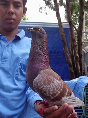 Nimitz Bird Farm C Ho Junior