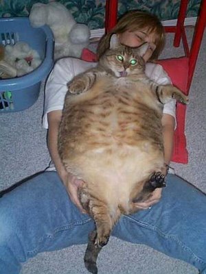Big Fat Ugly Cat