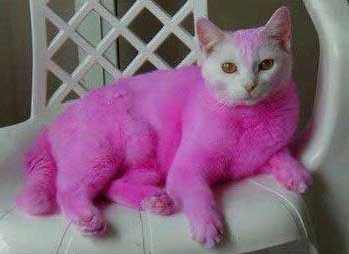 Comment this pink kitty