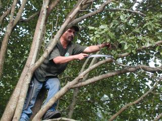 The workers climbed into the trees and cut away all the little stuff using sharp saws.