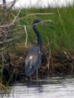 tricolored heron, Assateague NP, MD