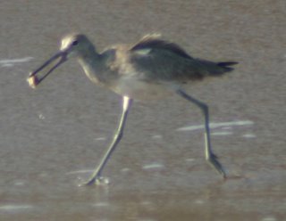 willet with a snack at Ft. Story