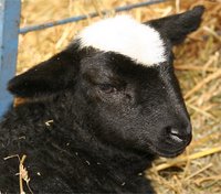 black lamb