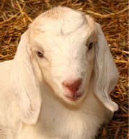 first goat born