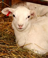 first lamb