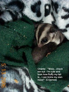 Charlie and his tail