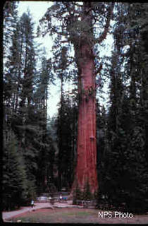 General Sherman Tree