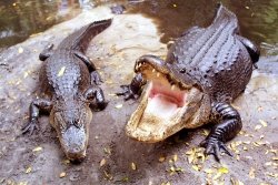 Them Be Alligators...