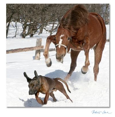 Horse chasing puppy