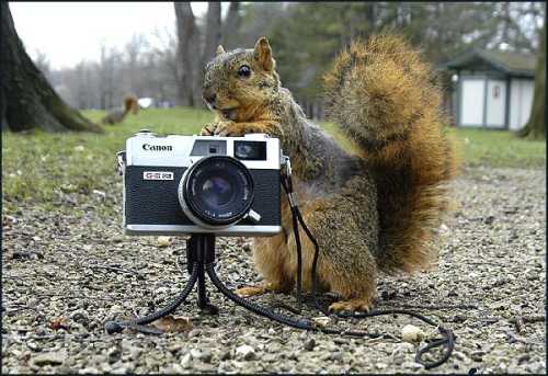 Squirrel with camera