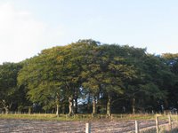 Spinney