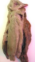carved thrush