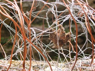 View of the bird in Boy Workings