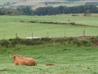 Highland cow and calf