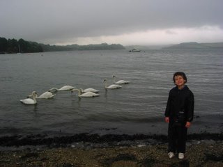 Enjoying the swans at Restronguet Creek