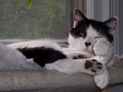 Alexander the black-and-white cat, lounging in a hammock attached to the window