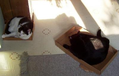 boxed cats