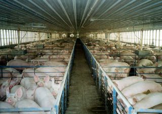 This picture is from the website FactoryFarming (http://www.factoryfarming.com/gallery/pigs15.htm). To find out more about the issues related to corporate pig production, this site is also informative: http://www.goveg.com/f-top10pigs.asp