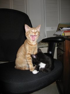 Kitties steal Honey's desk chair