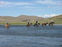 Mongolische Pferde gehen ueberall durch