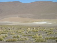 Vikunjas (Lama) auf 4500m