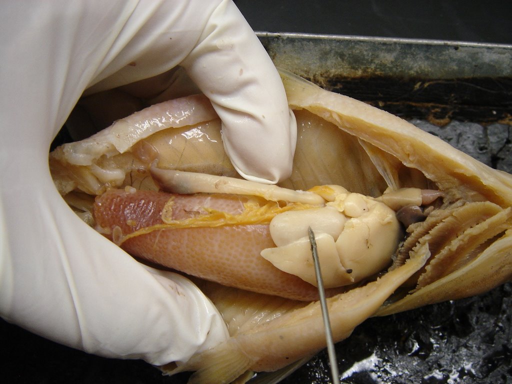 bio107: 11-9 Perch Dissection- Phylum Chordata