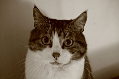 chat, cat, gato, photo dominique houcmant, goldo graphisme
