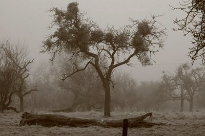 arbre sous le gel et la neige à Strivay-Plainevaux, photo dominique houcmant, goldo graphisme