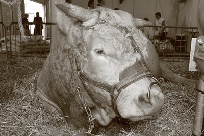 photo de la tête d'un taureau à la foire agricole de Libramont, photograph of a bull head to the agricultural fair of Libramont, fotografía de una cabeza del toro a la feria agrícola de Libramont, copyright dominique houcmant, goldo graphisme