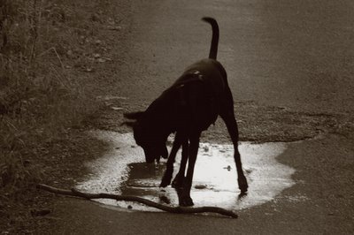 photo d'un chien dans une flaque d'eau, a dog in a water puddle pool, fotografía de un perro en un charco de agua, copyright dominique houcmant, goldo graphisme