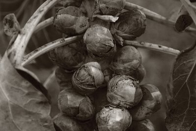 image fotografia photo de choux de bruxelles, Brassica oleracea var. gemmifera 'De Rosny', Sprouts, Brüsseler Sprossen ( Rosenkohl), Cavoletti di Brussels, photo dominique houcmant, goldo graphisme