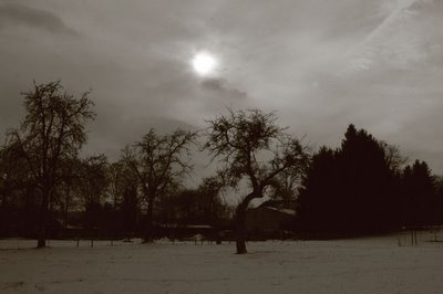 photo arbre, neige, couché de soleil, photo dominique houcmant, goldo graphisme