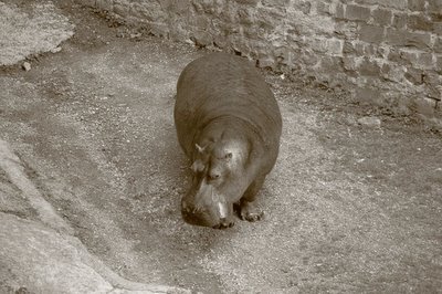 image, hippopotame, zoo, maubeuge, photo, dominique houcmant, goldo graphisme