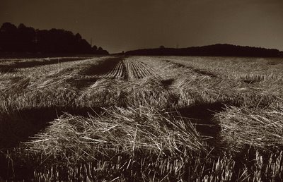 photo de nuit, champ de blé moissonné, copyright dominique houcmant, goldo graphisme