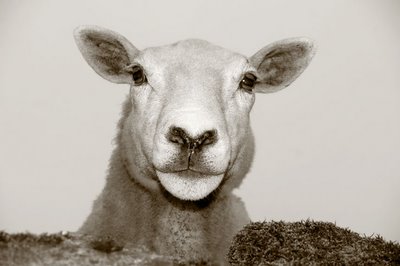 mouton, sheep face, photo dominique houcmant, goldo graphisme