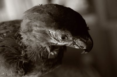 photo d'une tête de perroquet, parrot head's photograph, fotografía de una cabeza de loro, copyright dominique houcmant, goldo graphisme
