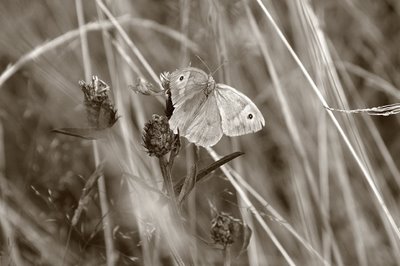 photo d'un papillon, le Coenonympha pamphilus (Le procris) dans la fagne de Malchamps-Bérinzenne, butterfly, mariposa, copyright dominique houcmant, goldo graphisme