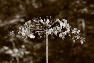 photo plante, daucus carota, carotte sauvage, Ombellifères ou Apiacées, copyright dominique houcmant, goldo graphisme