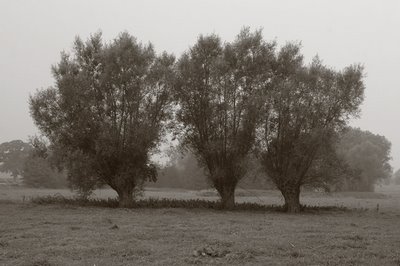 photo saule blanc, salix alba, SALICE BIANCO, copyright dominique houcmant, goldo graphisme